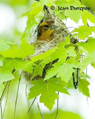 DSC_1069-ec.jpg Baltimore Oriole -breeding adult female