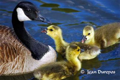  Canada Geese (mom) and  her goslings interacting