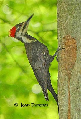 Pileated Woodpecker - adult female