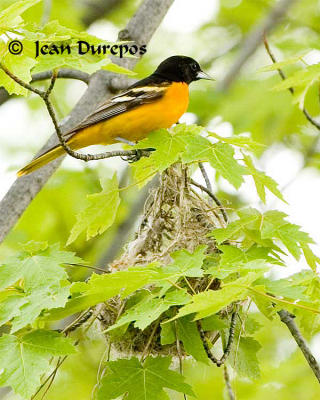  Baltimore Oriole  ( male)