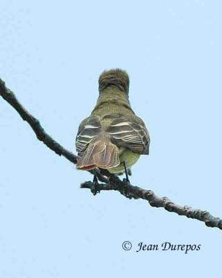  Great Crested Flycatcher