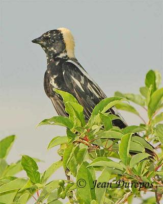 DSC_1303-ec.jpg Bobolink