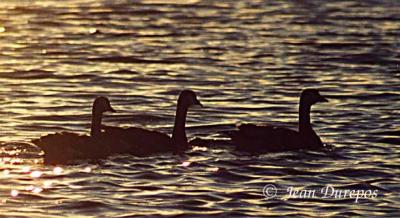   Canada Geese (juveniles) at dusk