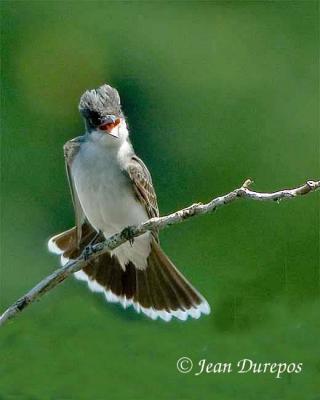  Eastern Kingbird