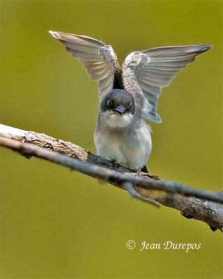  Eastern Kingbird (adult female) 