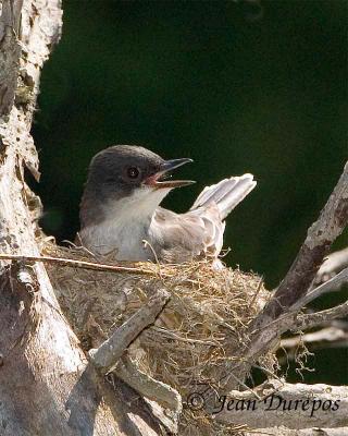 Eastern Kingbird