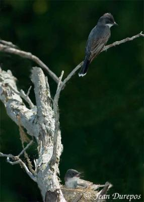 Eastern Kingbird and chick