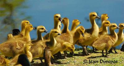 Canada Geese goslings