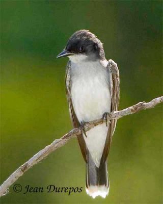 Eastern Kingbird