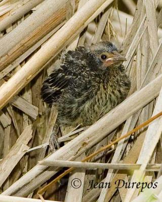 Red-winged Blackbird chick