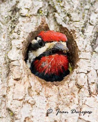 Woodpeckers & close relatives 