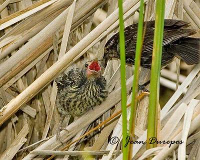 DSC_2278-ec.jpg Red-winged Blackbird feeding her chick