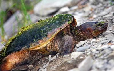 Snapping Turtle (female)