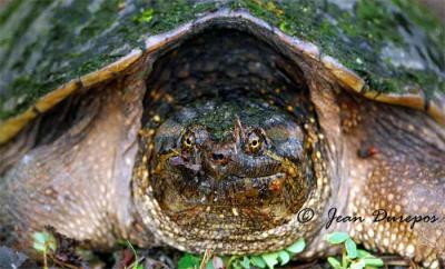  Snapping  Turtle ( breeding female)