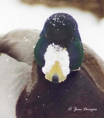 Mallard winter