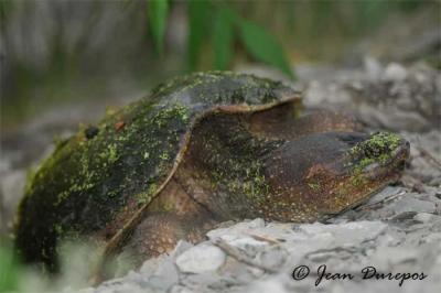DSC_0902-ec.jpg Snapping Turtle (breeding female)