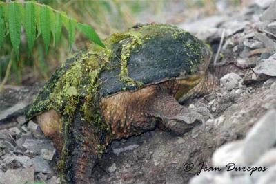  Snapping Turtle (breeding female) rear view