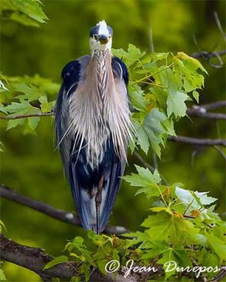  Great Blue Heron