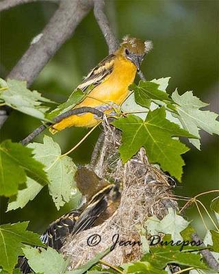 DSC_3030-ec.jpg Baltimore Oriole fledglings