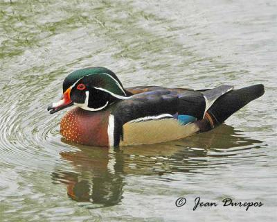 DSC_0133-ec.jpg Woodduck   (male)