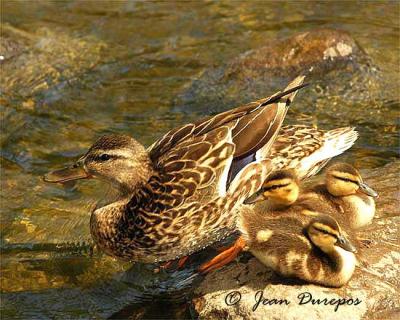  Mallard Family