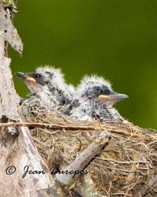 Eastern Kingbird chicks