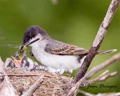 Eastern Kingbird