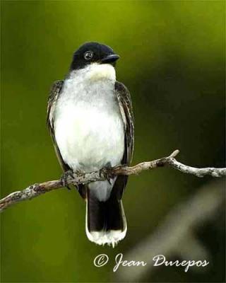 Eastern Kingbird
