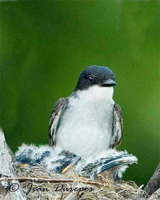 Eastern Kingbird female with chicks