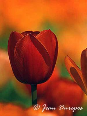  Tulip .jpg