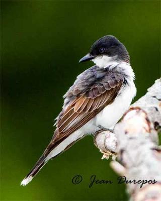 Eastern Kingbird