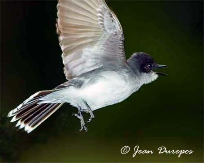 Eastern Kingbird in flight