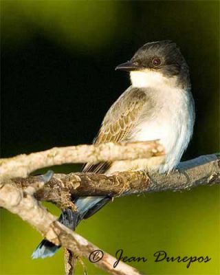  Eastern Kingbird