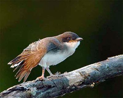 Eastern Kingbird chick