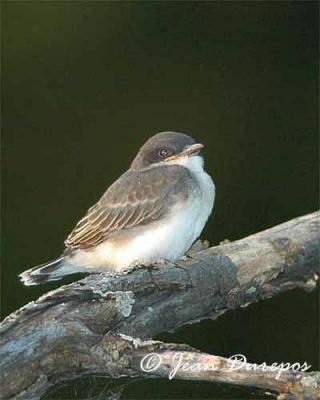 Eastern Kingbird chick