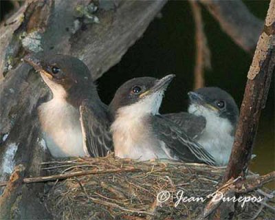 Eastern Kingbird chicks