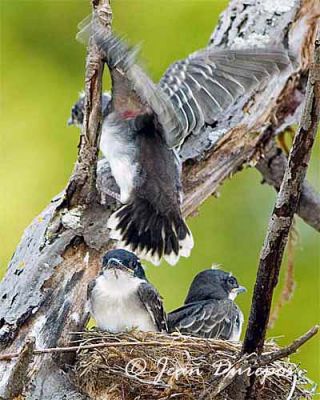 Eastern Kingbird chicks
