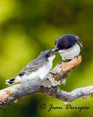  Eastern Kingbird and chick