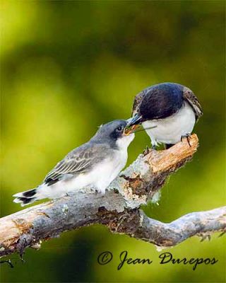 Eastern Kingbird and chick