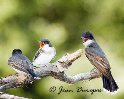 Eastern kingbirds and fledgling