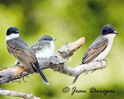 Eastern Kingbirds with fledgling