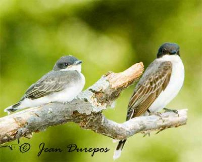 Eastern Kingbird and fledgling