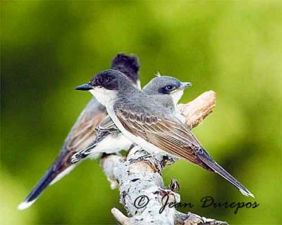 Eastern Kingbirds and fledgling