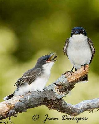 Eastern Kingbird female and fledgling