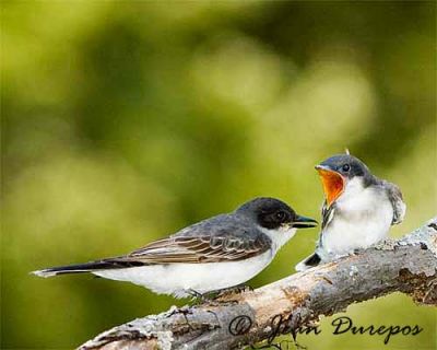 Eastern Kingbird female and fledgling