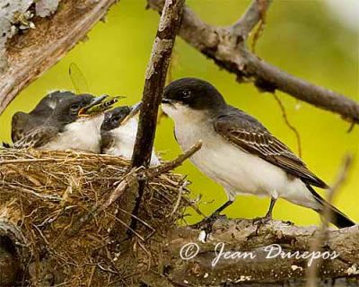 Eastern Kingbird Mom with chicks
