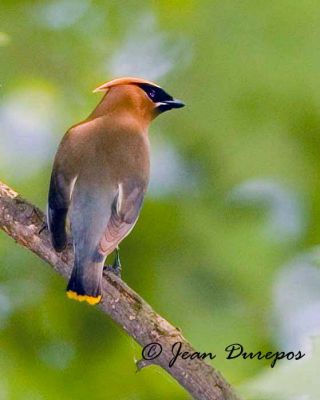 Cedar Waxwing
