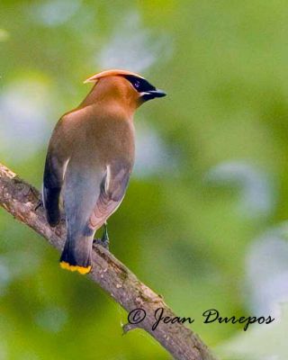  Cedar Waxwing