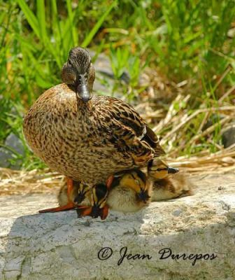  Mallard Mom with large young family 