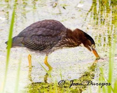   Green Heron